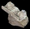Mosasaur (Platecarpus) Jaw Section - Kansas #60665-2